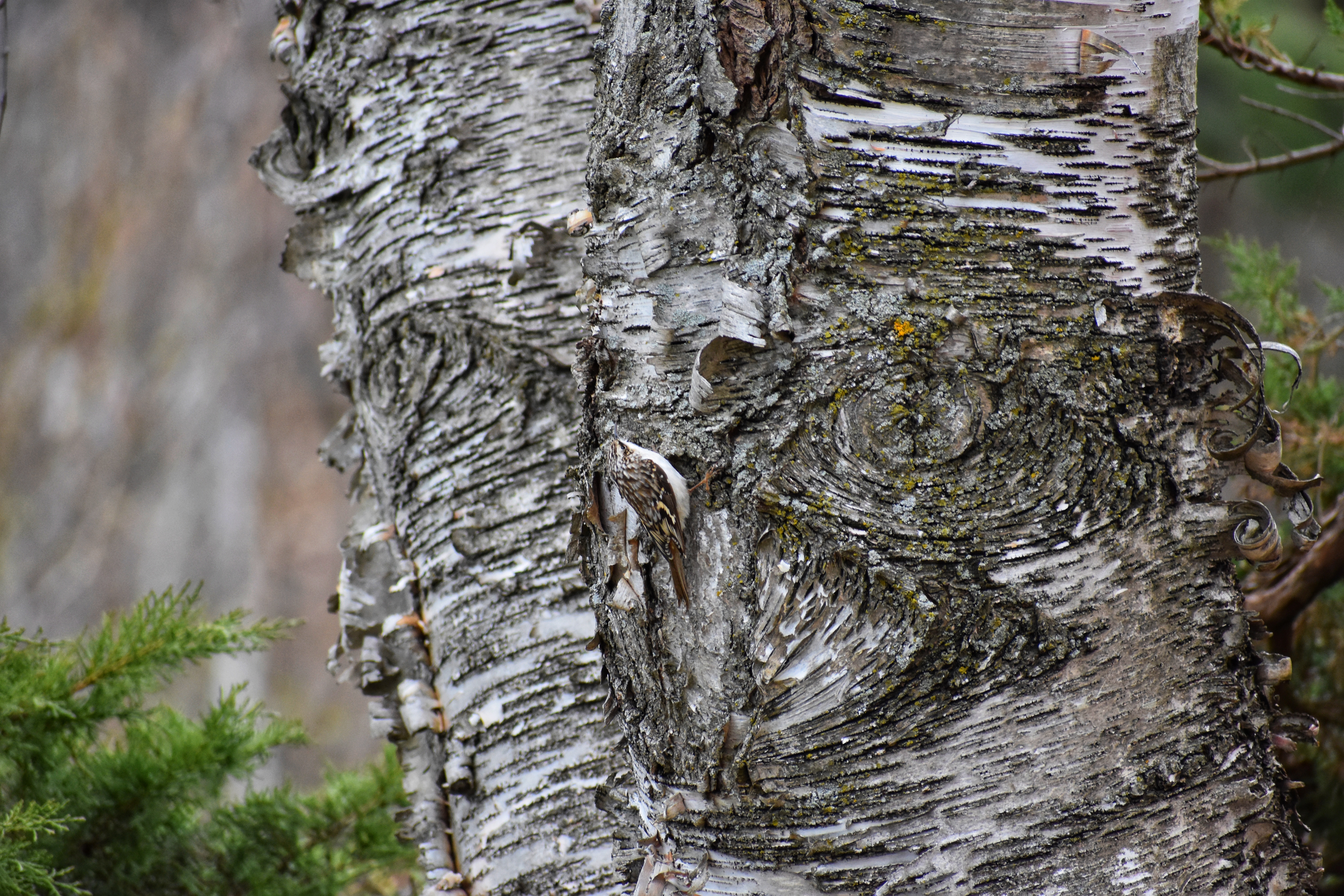 A brown creeper posed on a birch tree, similar patterning makes the bird difficult to see